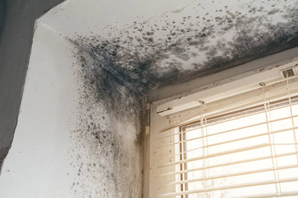 Affordable Attic Mold Remediation solutions in Emerson, GA